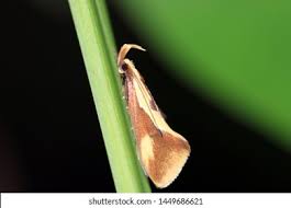 Attēlu rezultāti vaicājumam “Oecophoridae”