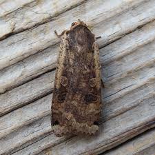 Attēlu rezultāti vaicājumam “Noctua pronuba”