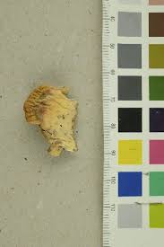 Attēlu rezultāti vaicājumam “Postia sericeomollis”