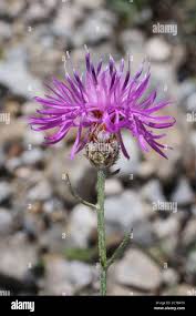 Attēlu rezultāti vaicājumam “Centaurea stoebe”