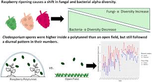Attēlu rezultāti vaicājumam “Enteridium variabile spores”