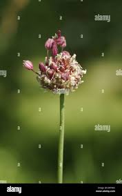 Attēlu rezultāti vaicājumam “Allium scorodoprasum bud”