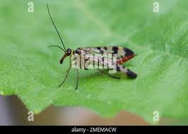 Attēlu rezultāti vaicājumam “Panorpa communis imago”