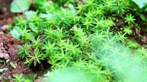 Attēlu rezultāti vaicājumam “Timmia megapolitana”