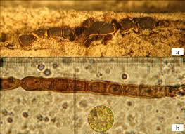 Attēlu rezultāti vaicājumam “Craterium aureonucleatum”
