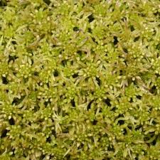 Attēlu rezultāti vaicājumam “Sphagnum riparium”