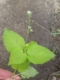 Attēlu rezultāti vaicājumam “Circaea alpina flower”