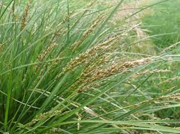 Attēlu rezultāti vaicājumam “Carex paniculata”