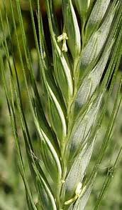 Image result for Secale cereale