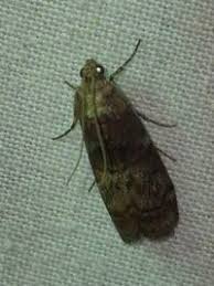 Attēlu rezultāti vaicājumam “Phycita roborella”