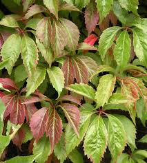 Attēlu rezultāti vaicājumam “Parthenocissus quinquefolia”