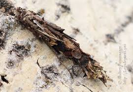 Attēlu rezultāti vaicājumam “Canephora hirsuta larva”