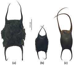 Image result for Amblyraja radiata