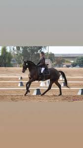Image result for Fisher Equestrian