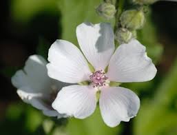 Image result for Althaea officinalis