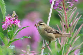 Attēlu rezultāti vaicājumam “Acrocephalus schoenobaenus adult”