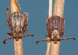 Attēlu rezultāti vaicājumam “Dermacentor reticulatus”