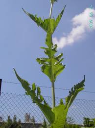 Image result for Dipsacus laciniatus