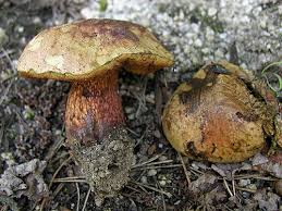 Attēlu rezultāti vaicājumam “Boletus luridus”