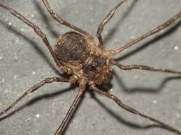 Attēlu rezultāti vaicājumam “Lophopilio palpinalis”