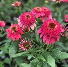 Image result for Echinacea Lustre hybrids