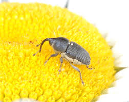 Attēlu rezultāti vaicājumam “Curculionidae”