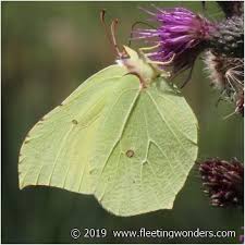 Attēlu rezultāti vaicājumam “Gonepteryx rhamni upperside”