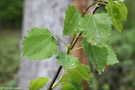 Attēlu rezultāti vaicājumam “Populus tremula leaf”