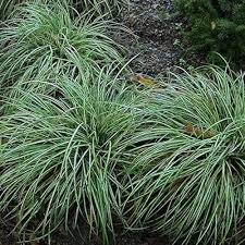 Attēlu rezultāti vaicājumam “Carex ornithopoda”