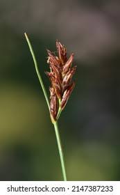 Attēlu rezultāti vaicājumam “Blysmus compressus fruit”