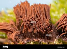 Attēlu rezultāti vaicājumam “Stemonitis foliicola stalked”