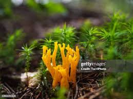 Attēlu rezultāti vaicājumam “Calocera pallidospathulata”