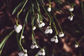 Attēlu rezultāti vaicājumam “Galanthus nivalis fruit”