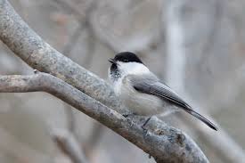 Image result for Poecile montana