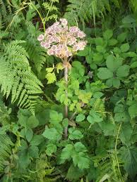 Attēlu rezultāti vaicājumam “Angelica palustris”