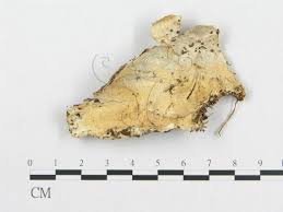 Attēlu rezultāti vaicājumam “Porotheleum fimbriatum”