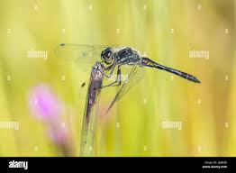 Attēlu rezultāti vaicājumam “Sympetrum danae”