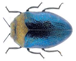 Attēlu rezultāti vaicājumam “Trachyspora intrusa”