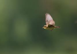 Attēlu rezultāti vaicājumam “Hippolais icterina adult”