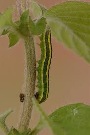 Attēlu rezultāti vaicājumam “Ceramica pisi”