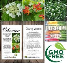 Attēlu rezultāti vaicājumam “Viburnum opulus bud”