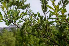 Attēlu rezultāti vaicājumam “Salix myrsinifolia female flower”