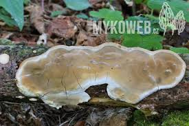 Attēlu rezultāti vaicājumam “Skeletocutis nivea”