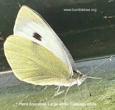 Attēlu rezultāti vaicājumam “Pieris brassicae female”
