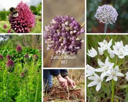 Image result for Zierlauch