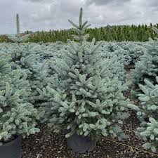 Attēlu rezultāti vaicājumam “Picea pungens”