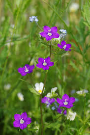 Image result for Legousia speculum-veneris