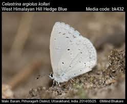 Attēlu rezultāti vaicājumam “Celastrina argiolus male”