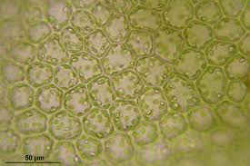Attēlu rezultāti vaicājumam “Calypogeia suecica”