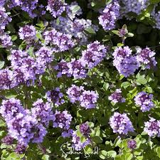 Attēlu rezultāti vaicājumam “Thymus pulegioides flower”